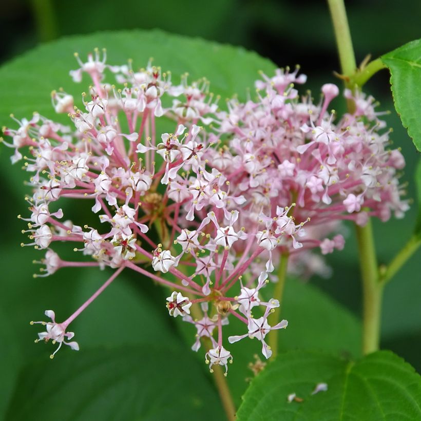 Ceanothus pallidus Marie-rose (Flowering)