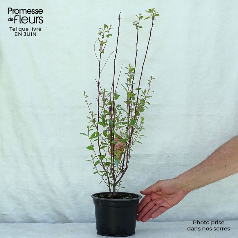 Ceanothus pallidus Marie Simon 2L/3L pot sample as delivered in summer