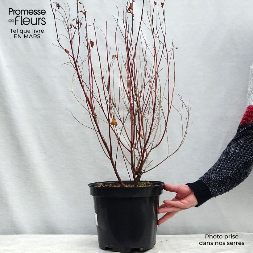 Ceanothus pallidus Marie Simon 7.5L/10L pot sample as delivered in spring