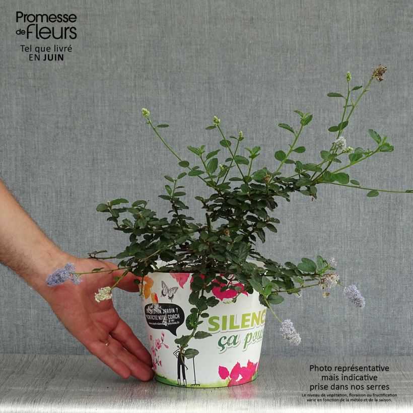 Ceanothus prostratus 2L/3L pot sample as delivered in summer