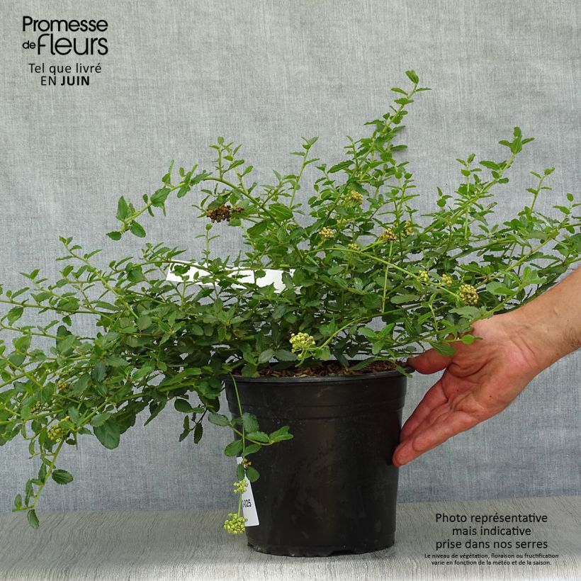 Ceanothus prostratus 4L/5L pot sample as delivered in summer