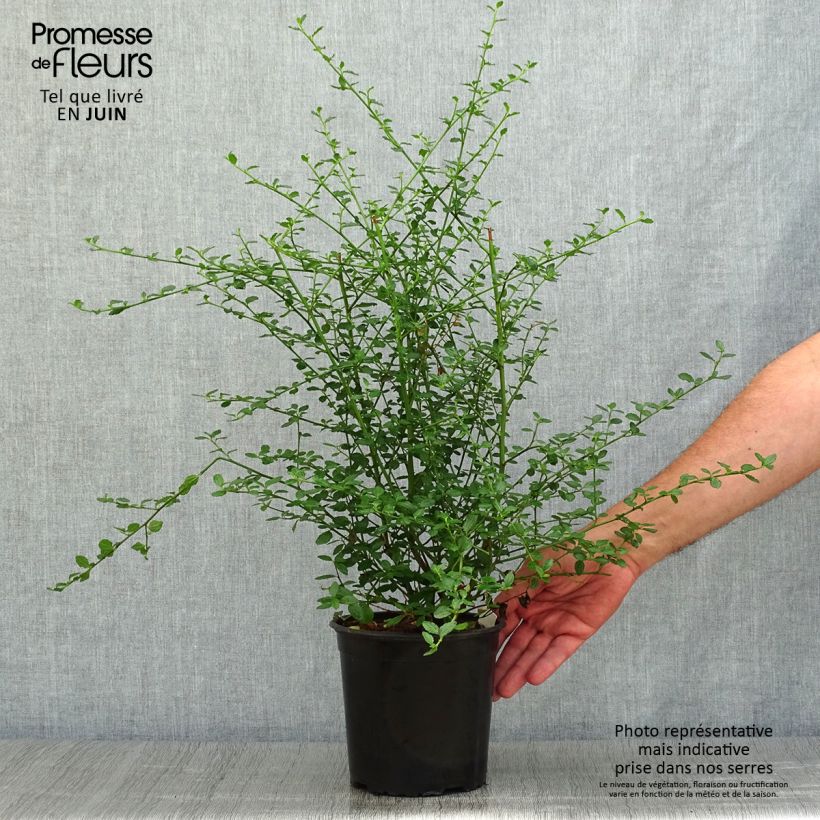 Ceanothus thyrsiflorus Millerton Point 2L/3L pot sample as delivered in summer