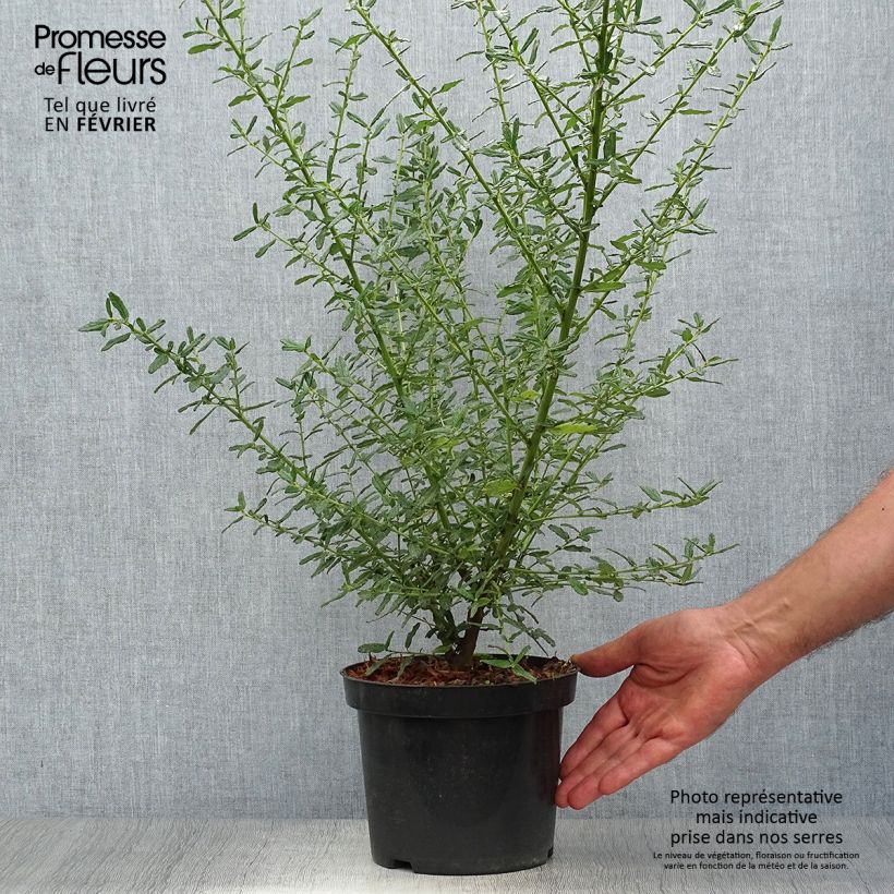 Ceanothus Blue Diamond 2L/3L pot sample as delivered in autumn