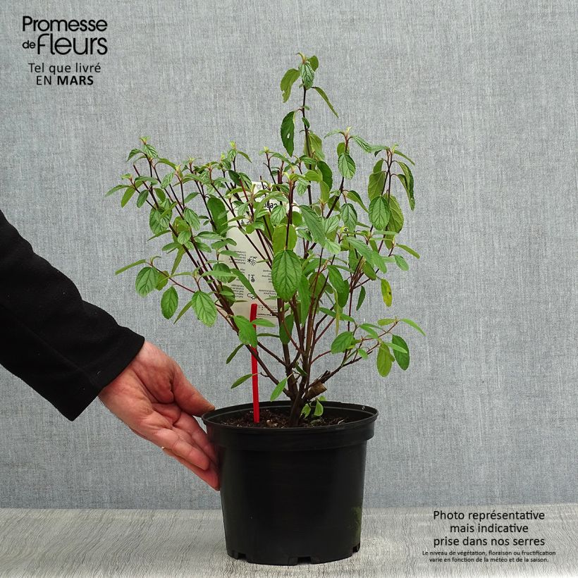 Ceanothus Blue Diamond 2L/3L pot sample as delivered in spring