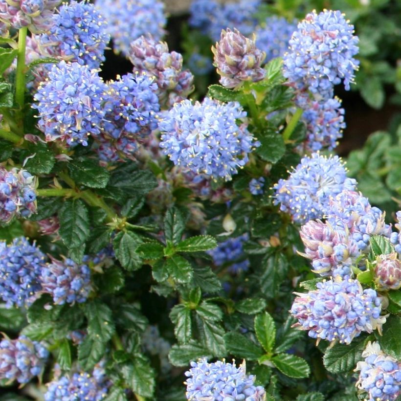 Ceanothus Blue Mound (Flowering)