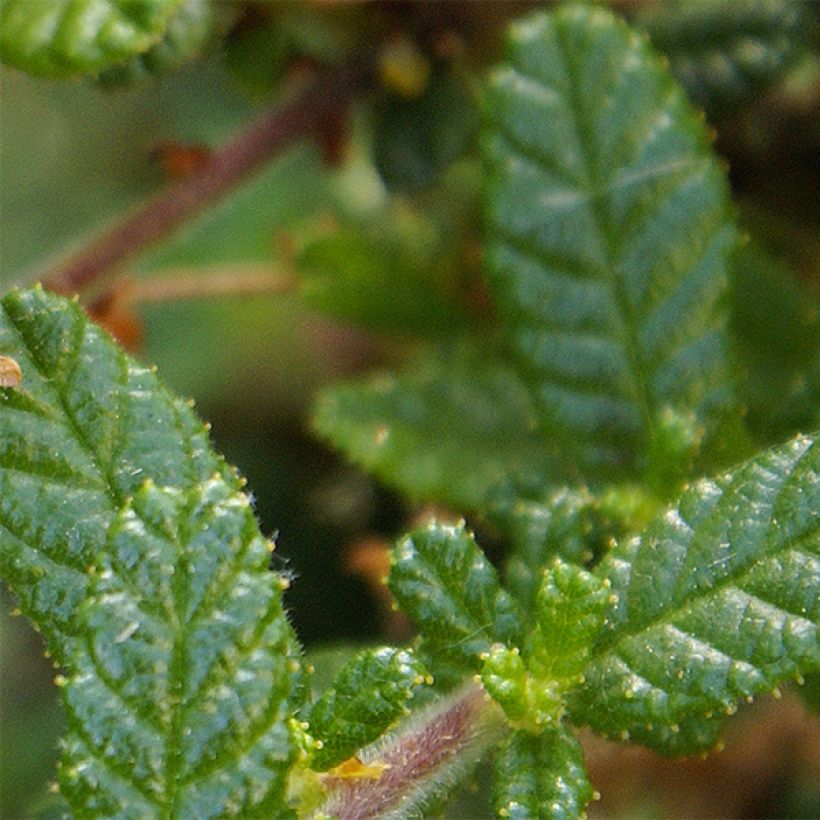 Ceanothus Dark Star (Foliage)