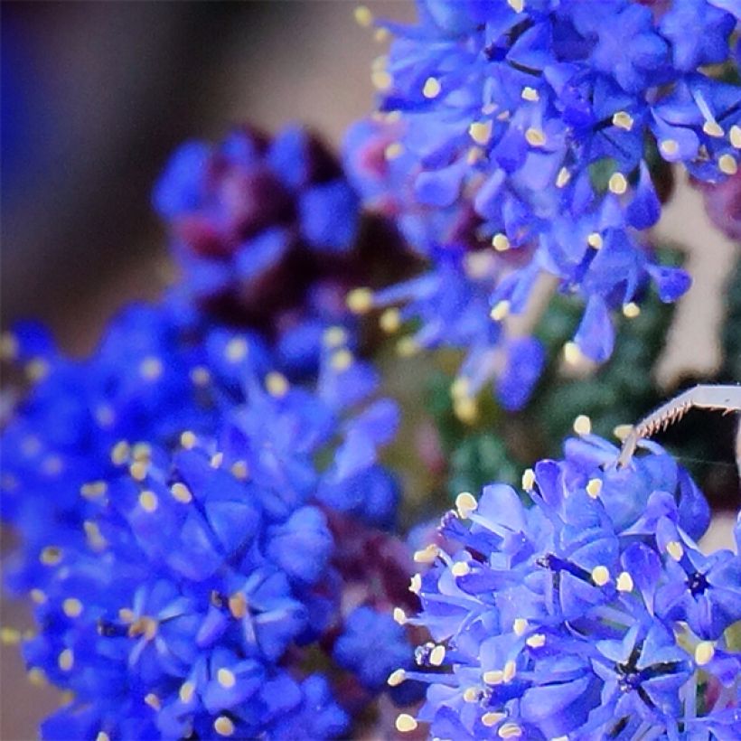 Ceanothus Dark Star (Flowering)