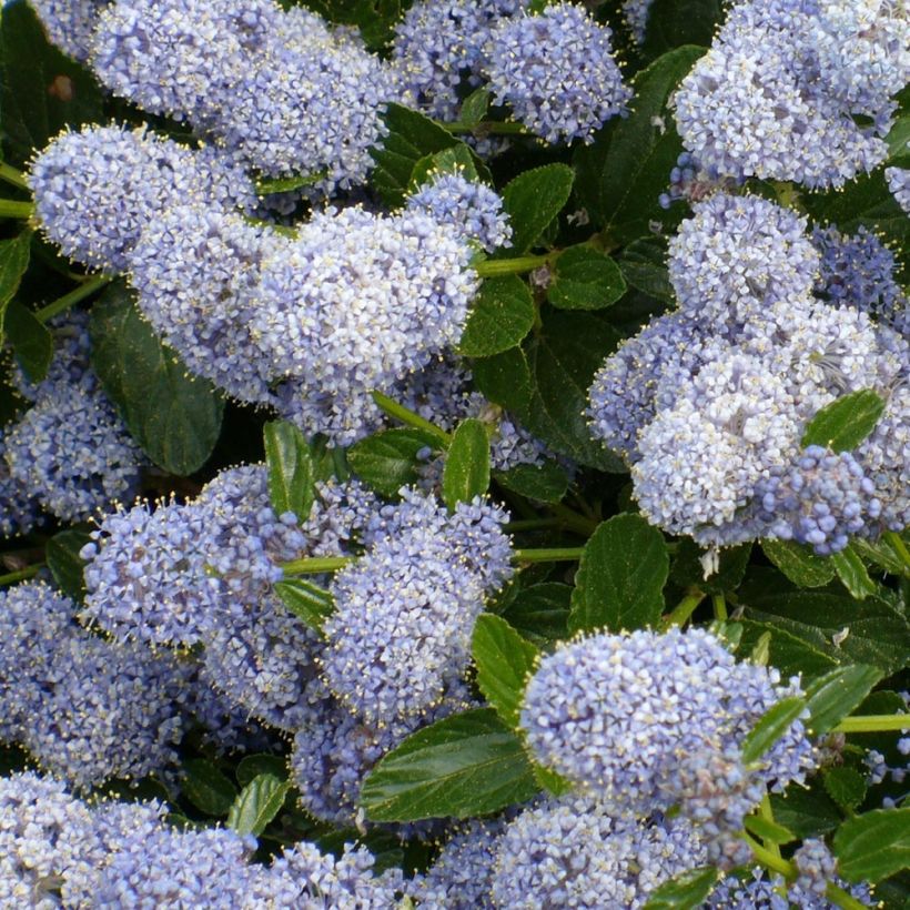 Ceanothus Edinburgh (Flowering)