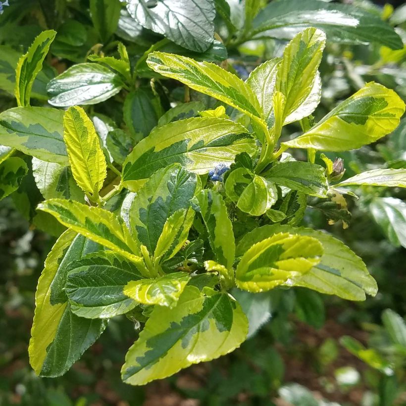 Ceanothus thyrsiflorus El Dorado (Foliage)