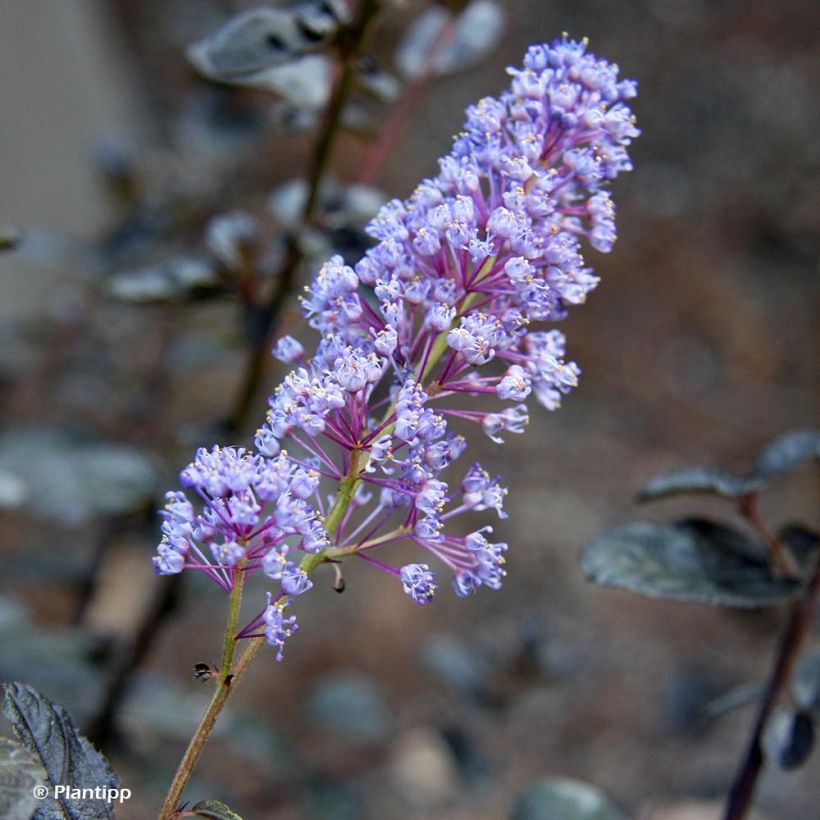 Ceanothus Tuxedo (Flowering)