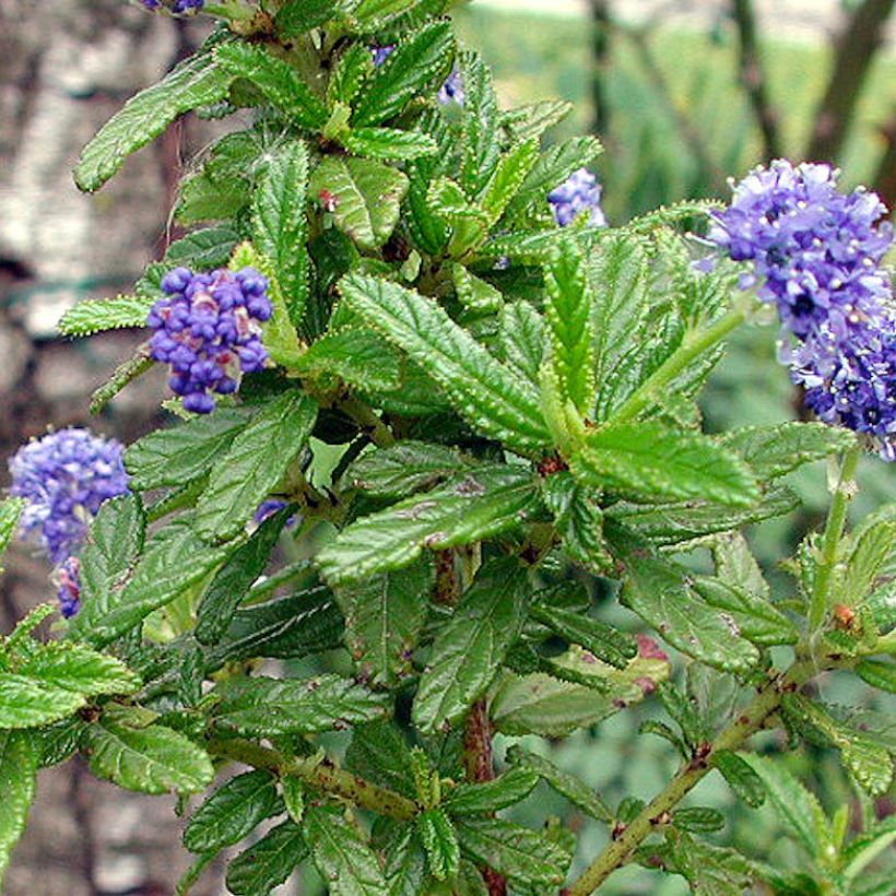 Ceanothus Blue Diamond (Foliage)