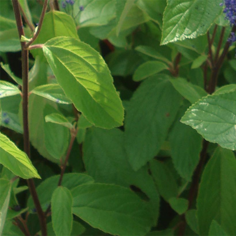 Ceanothus  arboreus Concha (Foliage)