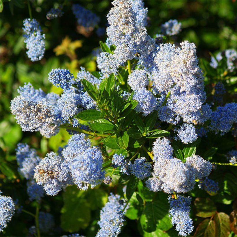 Ceanothus  arboreus Concha (Flowering)