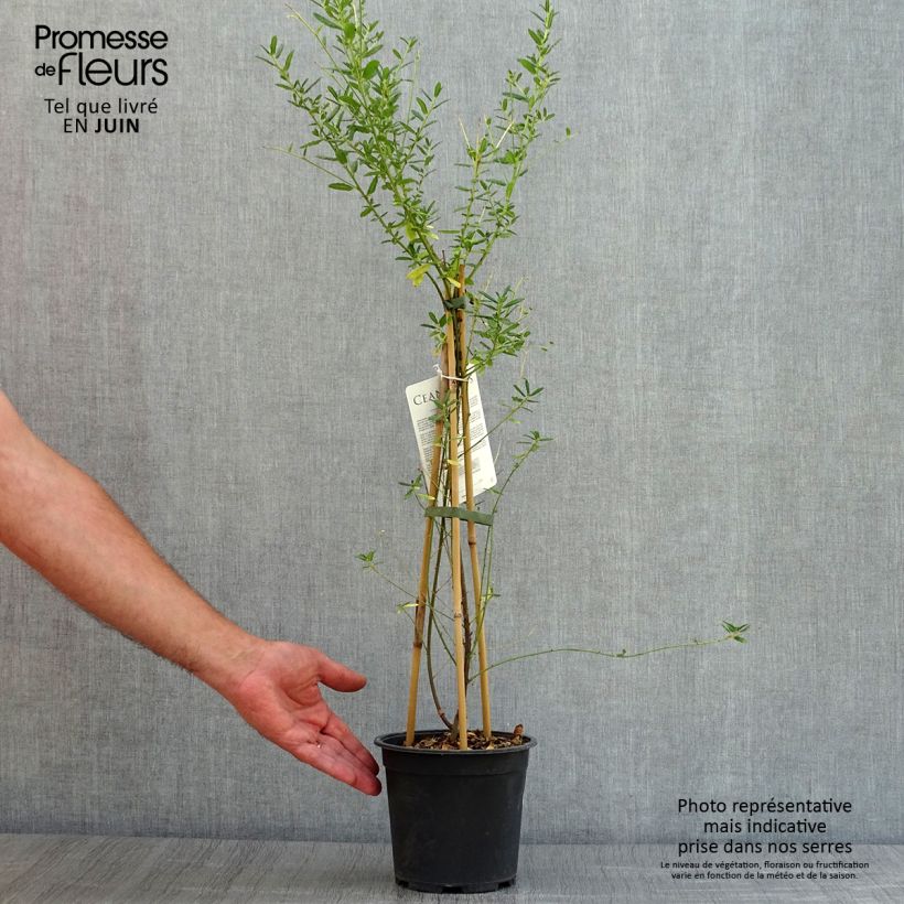 Ceanothus  arboreus Concha 2L/3L pot sample as delivered in summer