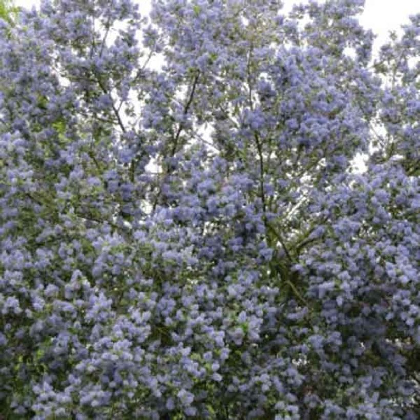 Ceanothus Trewithen Blue - California Lilac (Plant habit)