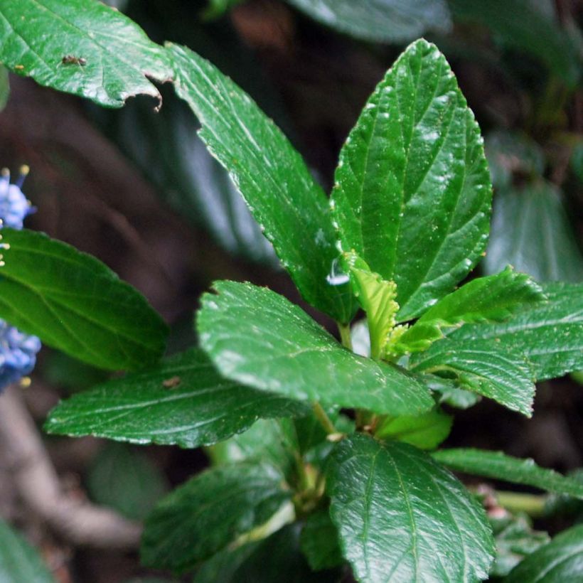 Ceanothus griseus var. horizontalis Yankee Point (Foliage)