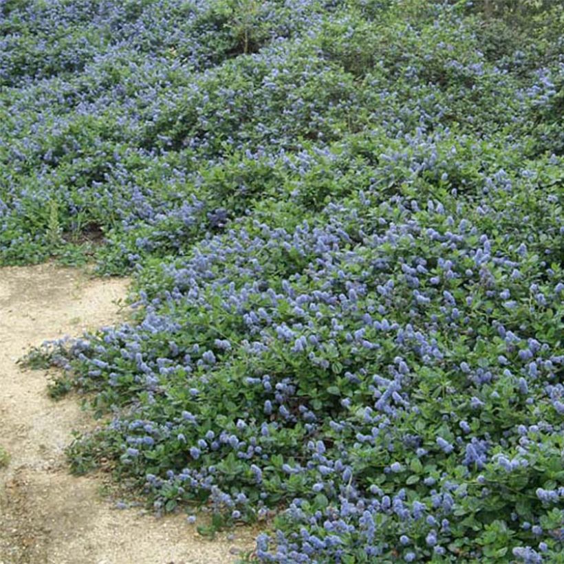 Ceanothus griseus var. horizontalis Yankee Point (Flowering)