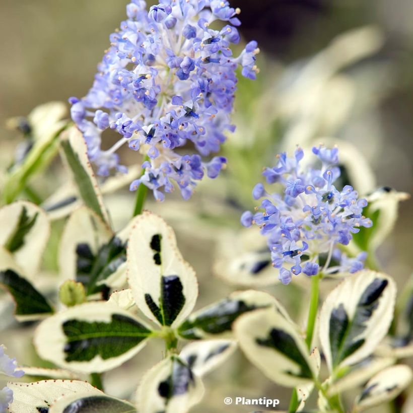 Ceanothus impressus Cool Blue (Foliage)