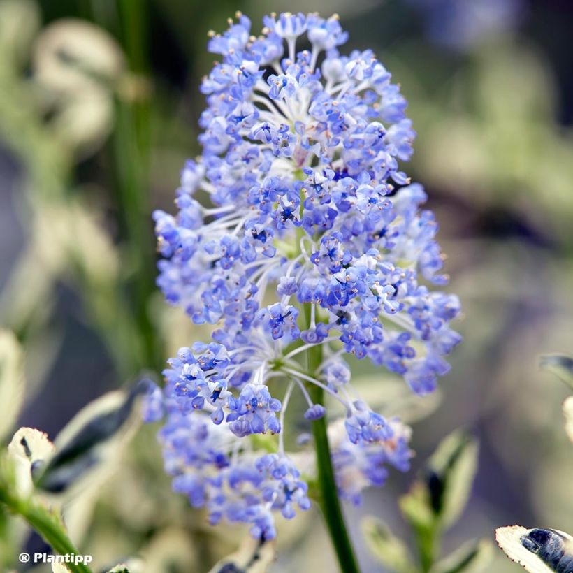 Ceanothus impressus Cool Blue (Flowering)