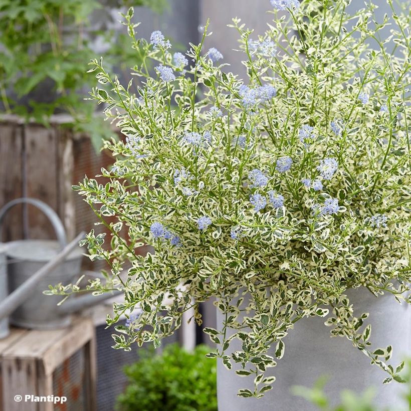 Ceanothus impressus Cool Blue (Plant habit)