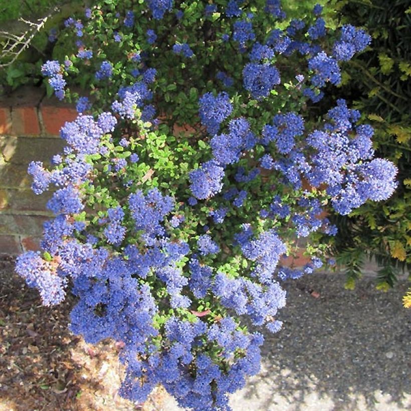 Ceanothus impressus Puget Blue (Flowering)