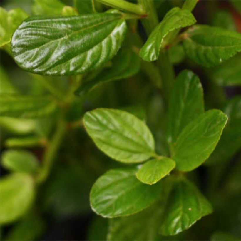 Ceanothus impressus Victoria (Foliage)