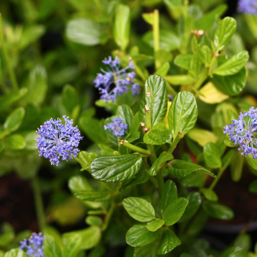 Ceanothus impressus Victoria (Flowering)