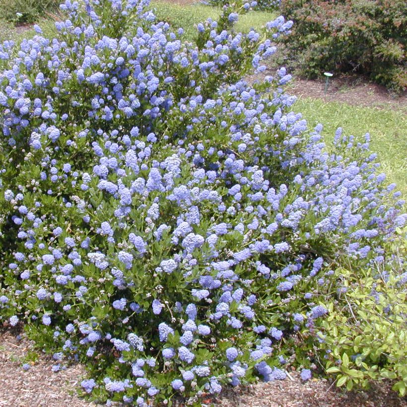 Ceanothus impressus Victoria (Plant habit)