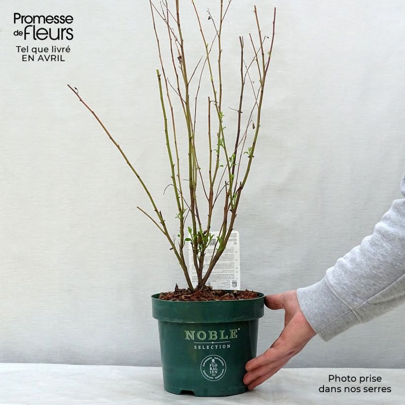 Ceanothus pallidus Marie-rose 3L/4L potShipped height around 40/50cm sample as delivered in spring