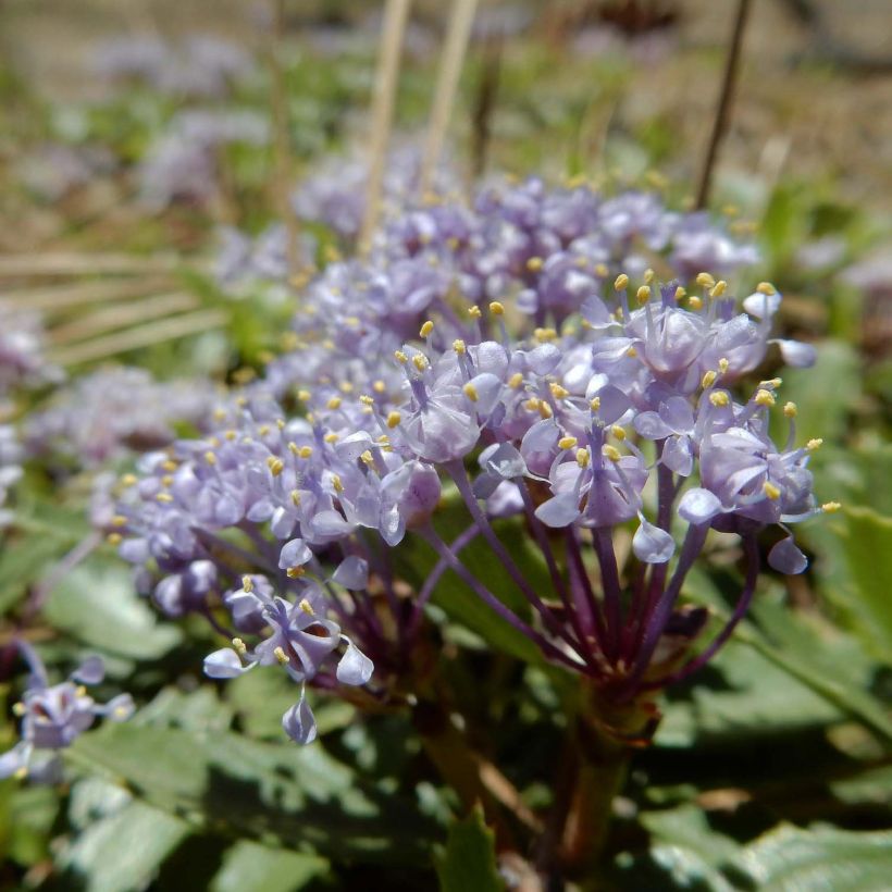 Ceanothus prostratus (Flowering)