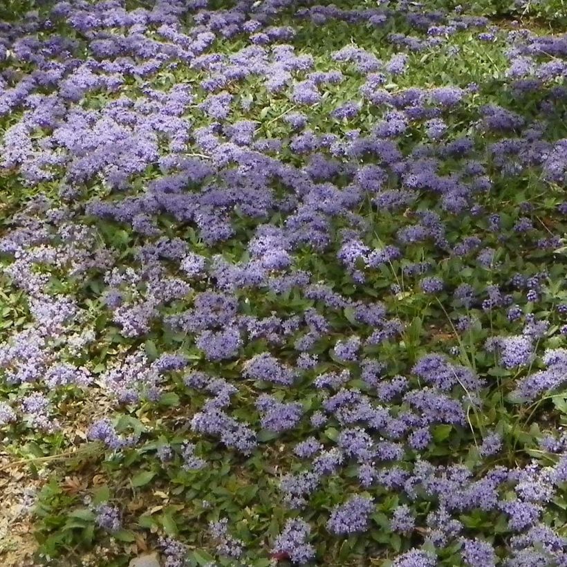 Ceanothus prostratus (Plant habit)