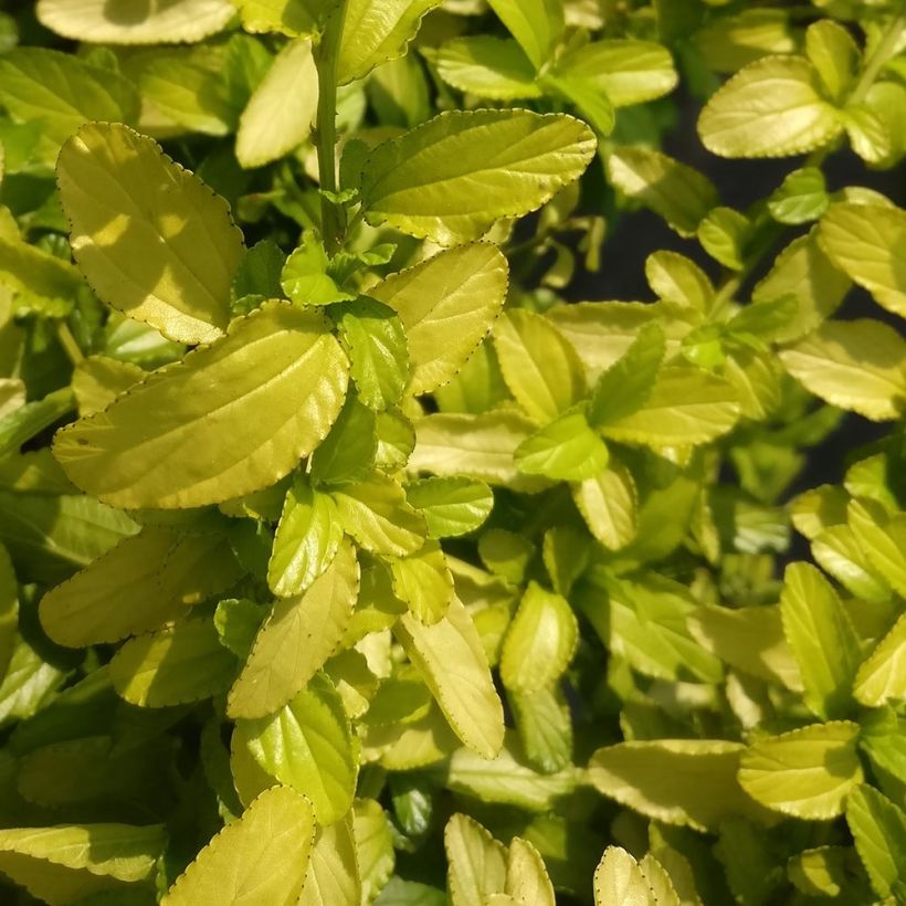 Ceanothus thyrsiflorus African Queen (Foliage)