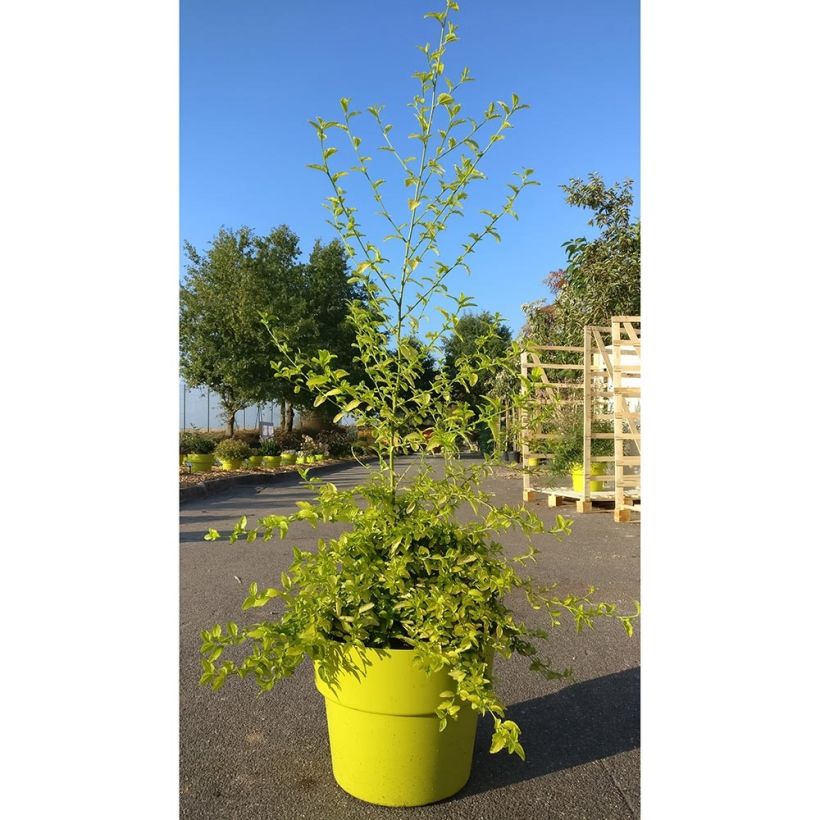 Ceanothus thyrsiflorus African Queen (Plant habit)