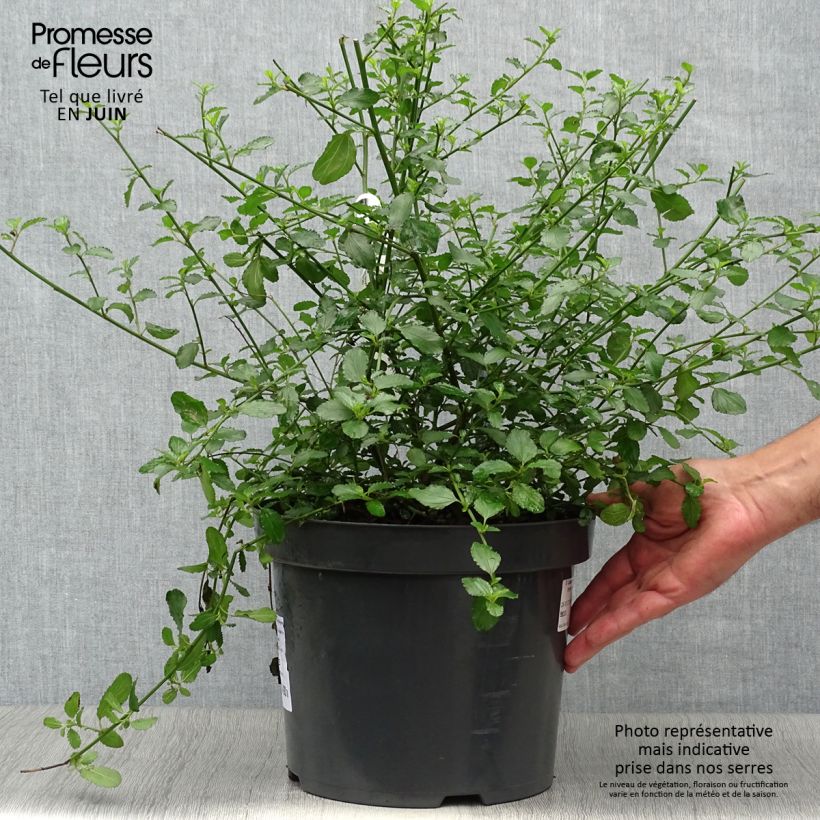 Ceanothus thyrsiflorus repens - Californian Lilac 7.5L/10L pot sample as delivered in summer