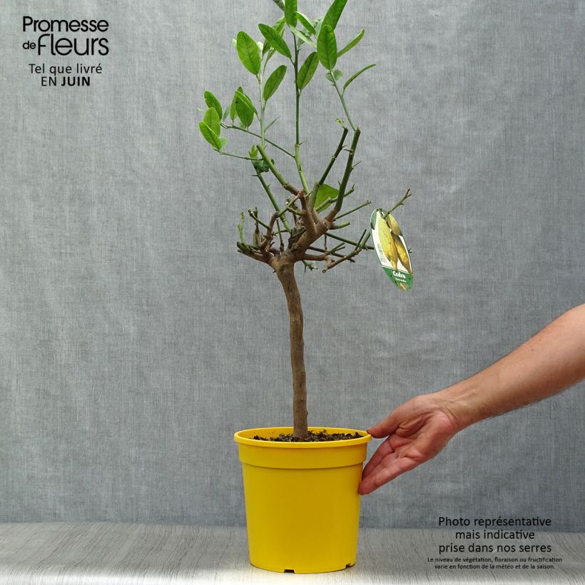 Citrus medica - Cedrat 3L/4L pot, Quarter standard sample as delivered in summer