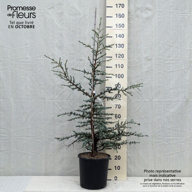 Cedrus libani subsp. atlantica Horstmanns Silberspitz - Blue Atlas Cedar 7.5L/10L pot sample as delivered in autumn