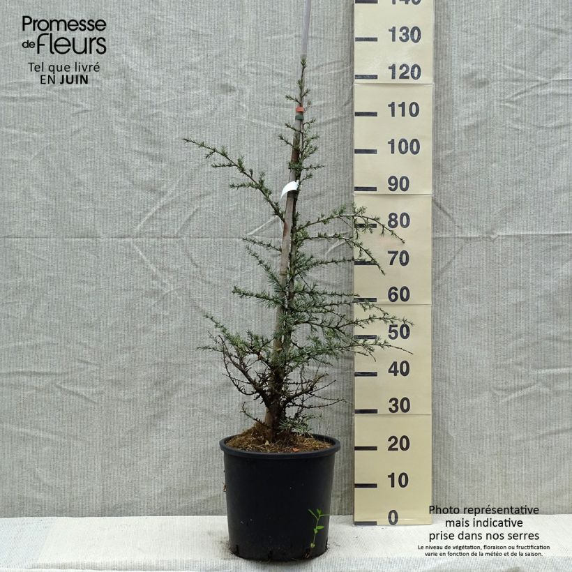 Cedrus libani subsp. atlantica Horstmanns Silberspitz - Blue Atlas Cedar sample as delivered in spring