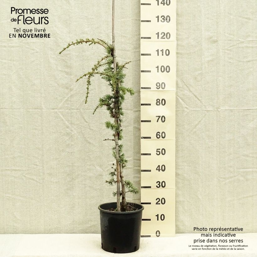 Cedrus libani atlantica Pendula - Lebanese Cedar 7.5L/10L pot sample as delivered in autumn