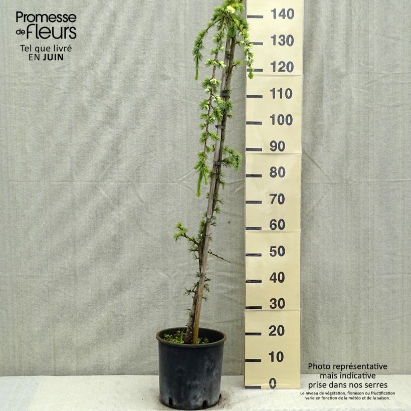 Cedrus libani atlantica Pendula - Lebanese Cedar 7.5L/10L pot sample as delivered in spring