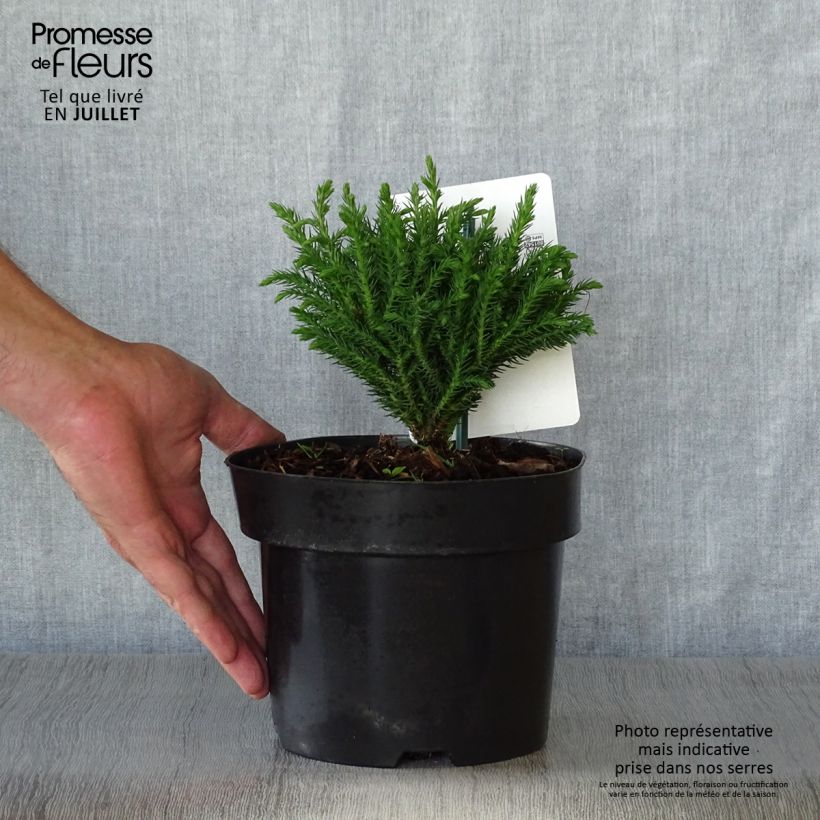 Cryptomeria japonica Green Pearl 2L/3L pot sample as delivered in summer