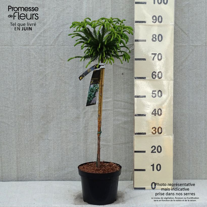 Cryptomeria japonica Dinger 4L/5L pot sample as delivered in spring