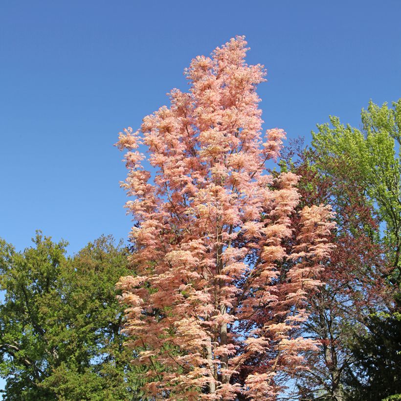 Toona sinensis Flamingo - Chinese Mahogany (Plant habit)