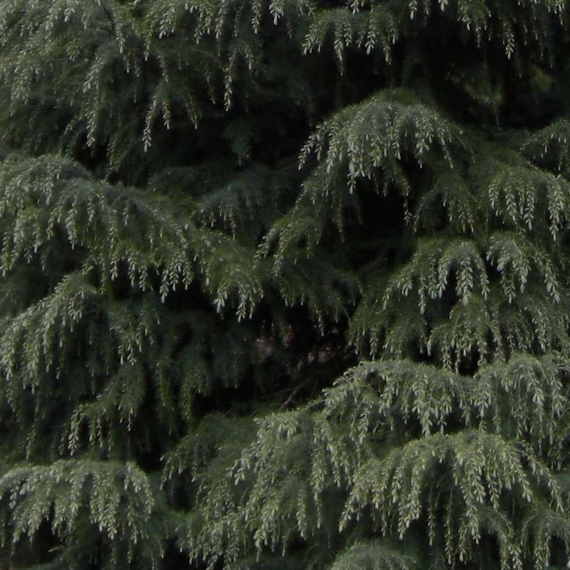 Cedrus deodara - Himalayan Cedar (Foliage)