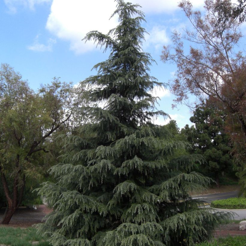 Cedrus deodara - Himalayan Cedar (Plant habit)