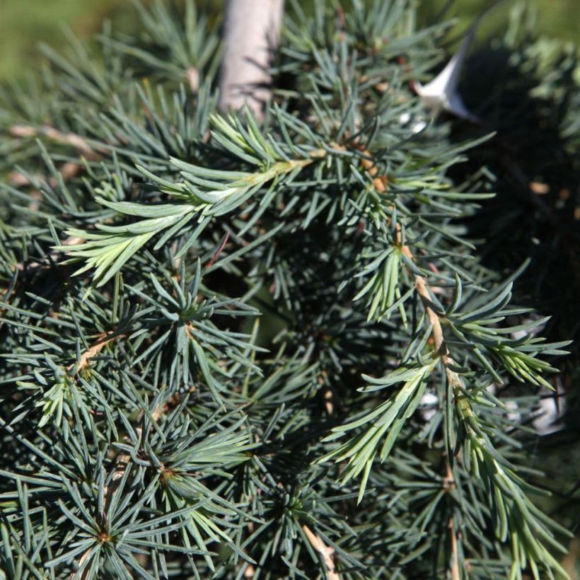 Cedrus deodara Feeling Blue - Himalayan Cedar (Foliage)