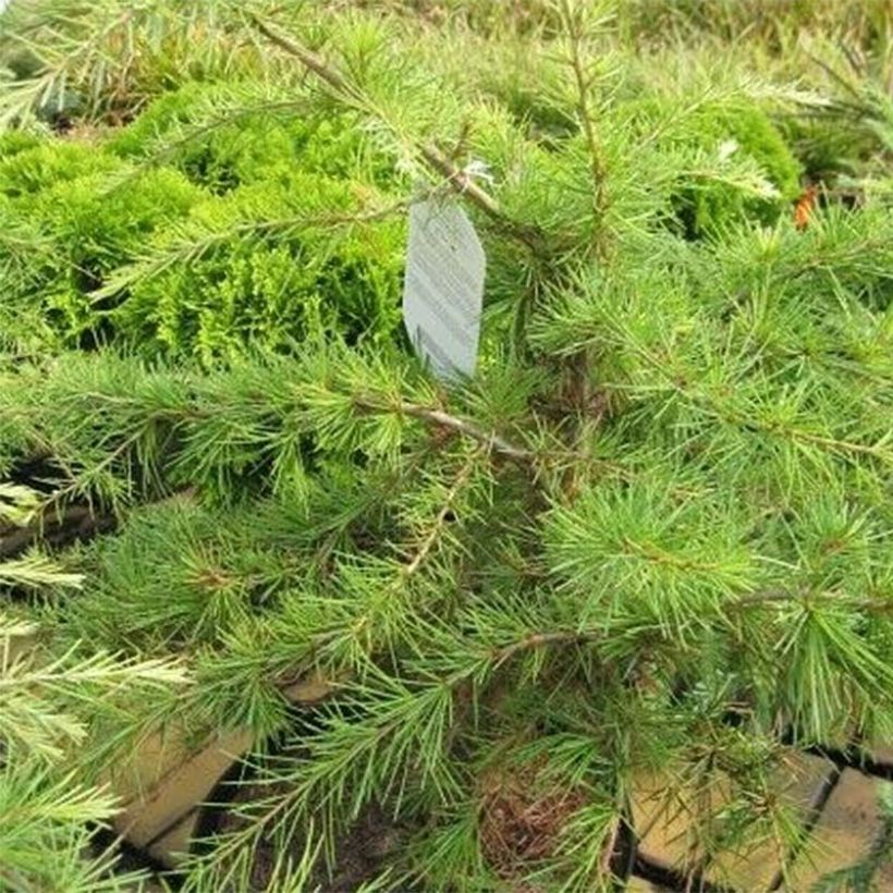 Cedrus deodara Golden Horizon - Himalayan Cedar (Foliage)