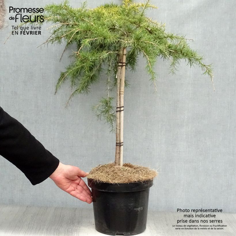 Cedrus deodara Golden Horizon - Himalayan Cedar 7.5L/10L pot sample as delivered in winter