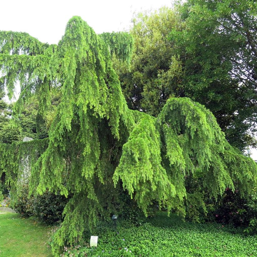 Cedrus deodara Pendula - Himalayan Cedar (Plant habit)