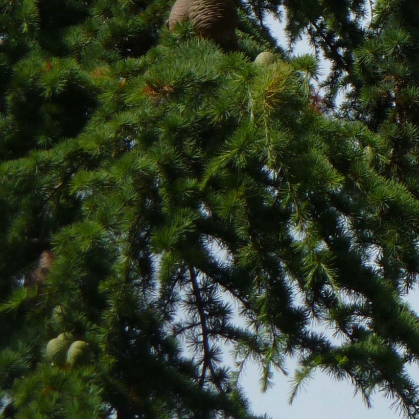 Cedrus libani - Lebanese Cedar (Foliage)