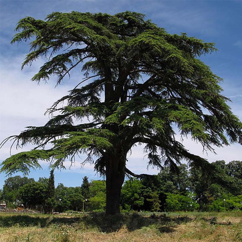 Cedrus libani - Lebanese Cedar (Plant habit)